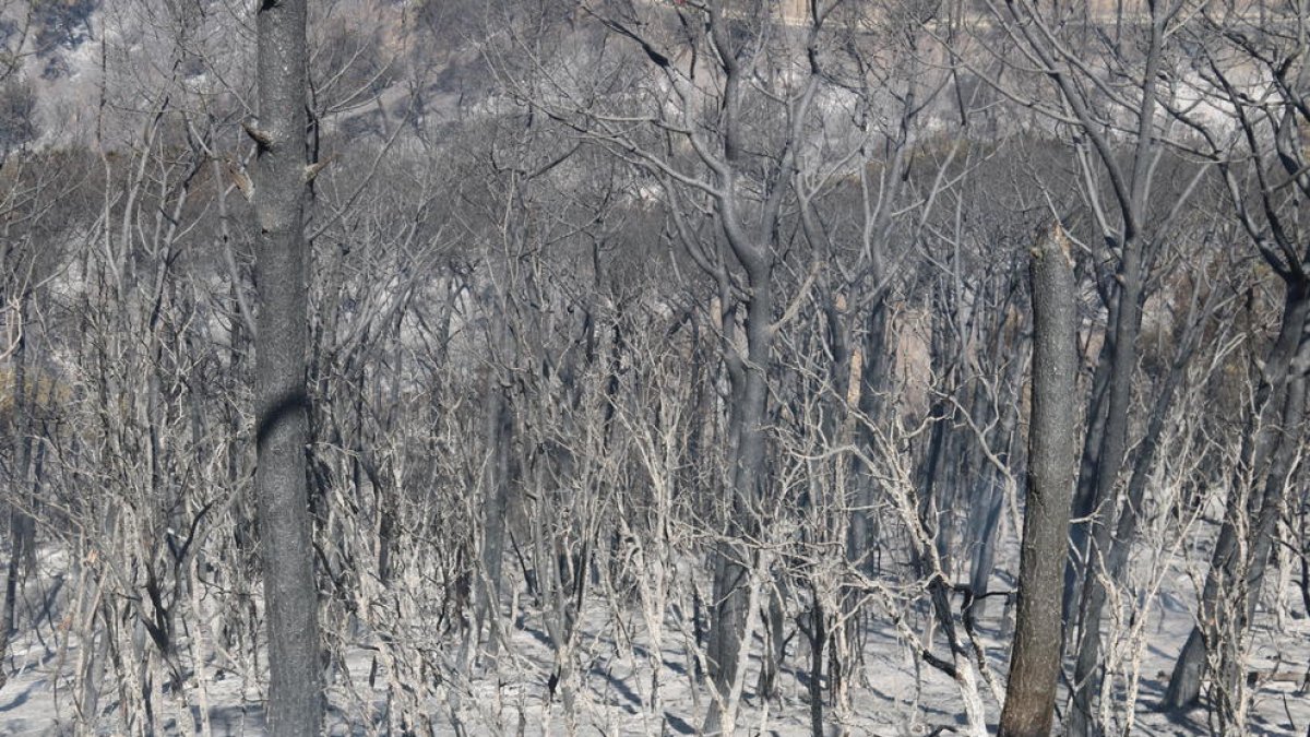 Los Bomberos dan por estabilizado el incendio forestal de Capellades