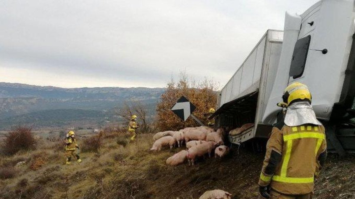 Vuelca un camión que transportaba cerdos en Isona i Conca Dellà