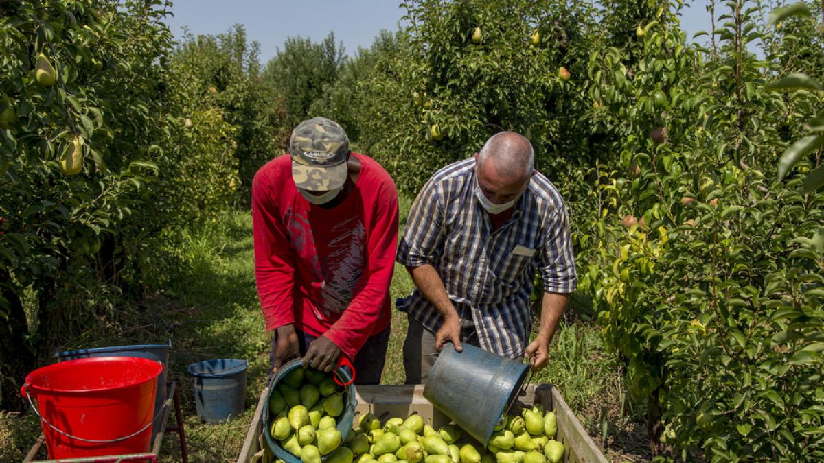 Imagen de cosecha de pera limonera el pasado mes de julio.