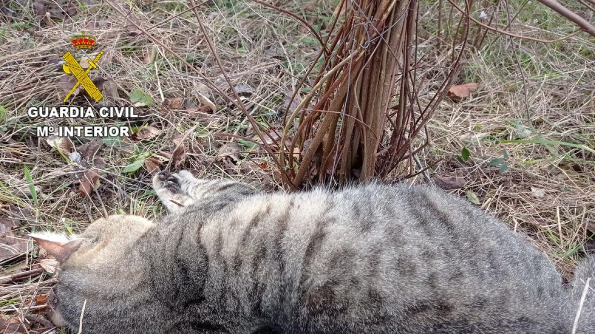Investigan la muerte de varios gatos con lazos trampa en Tarragona
