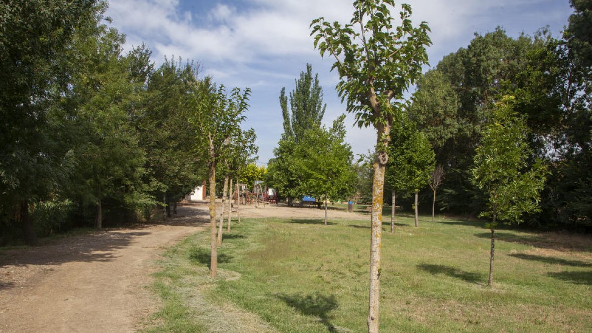 Imagen de algunos de los nuevos árboles junto al parque infantil.