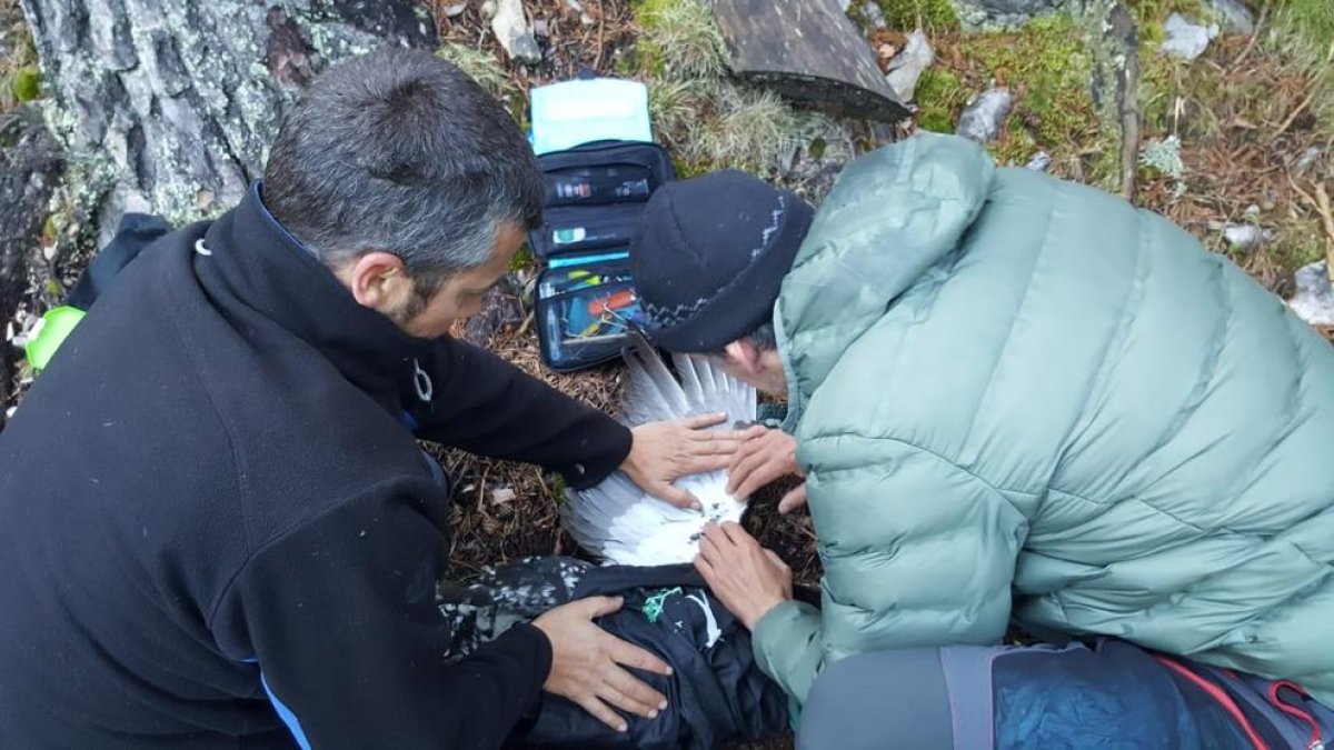 Técnicos colocando un dispositivo a un urugallo. 