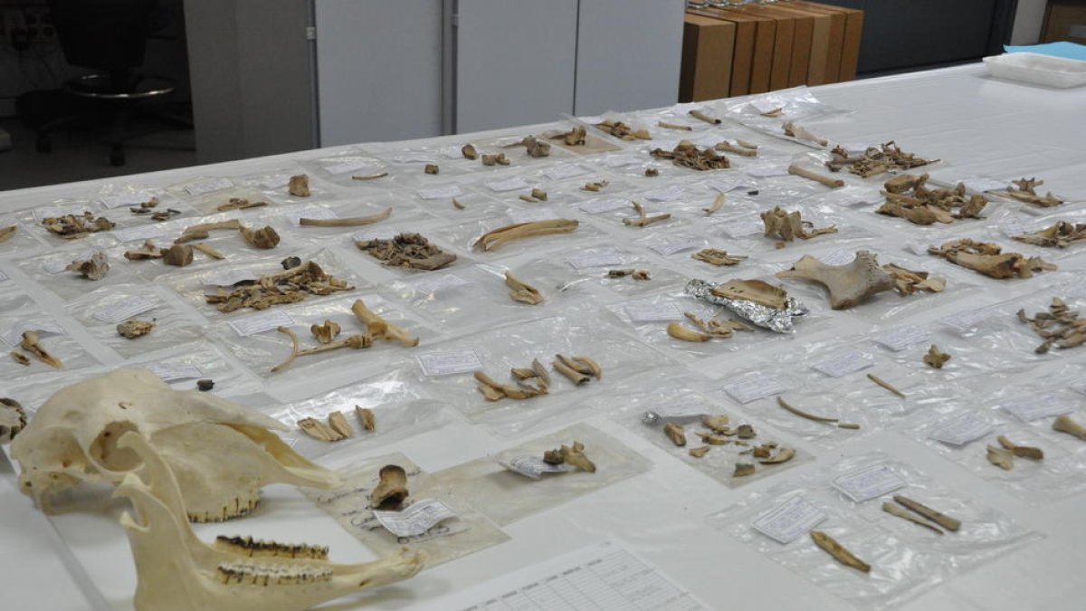 Restes trobades a la cova els Trocs ubicada a Sant Feliu de Veri, a Bissaürri.