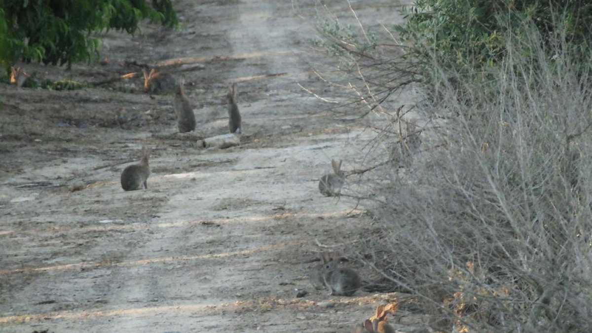 Afectats asseguren que es poden veure 100 conills a 50 metres.