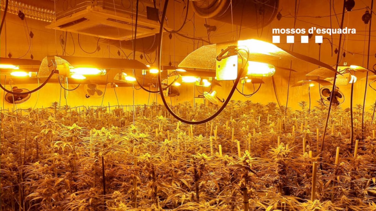 Plantació de marihuana en una nau industrial d'Òdena.