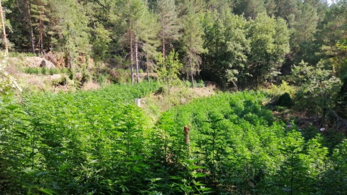 Els Mossos van localitzar a l’agost una plantació amb 18.000 plantes de marihuana a Guixers.