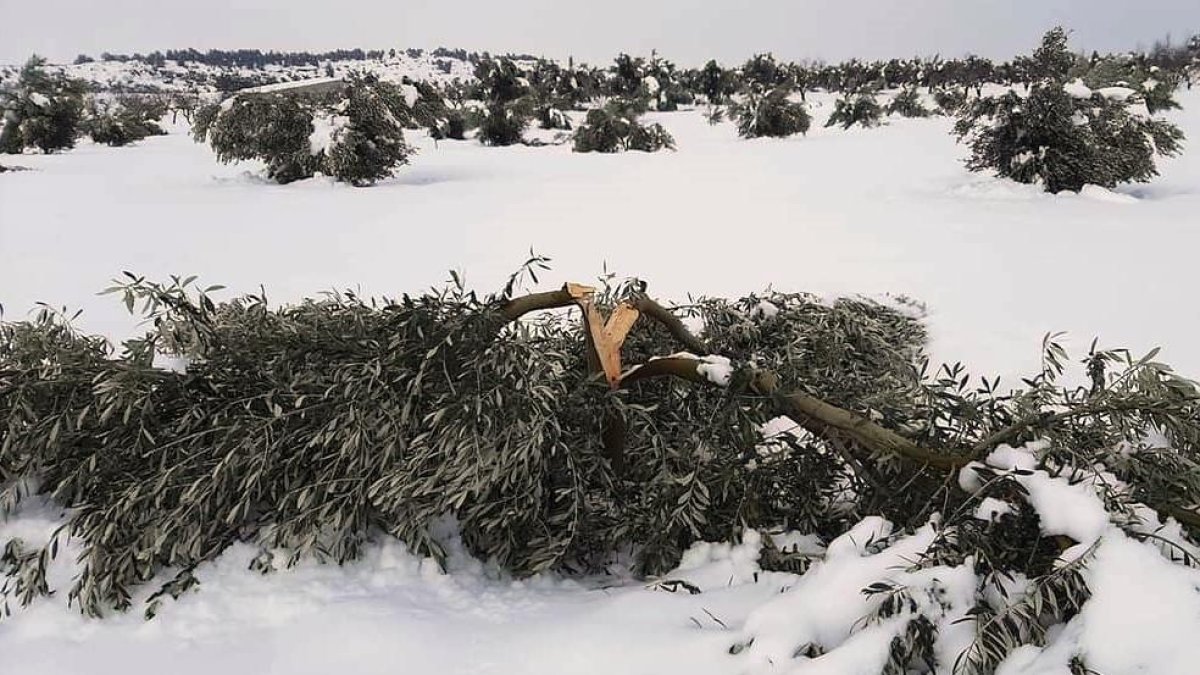 Un olivo roto por la nieve en Bovera.