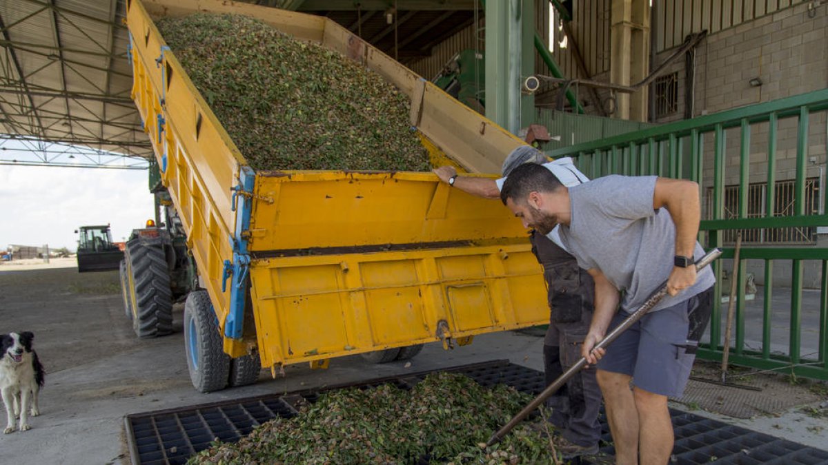 Un joven payés de Maials descargando almendras en la cooperativa de este municipio.