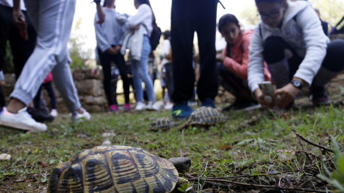 Liberan más tortugas mediterráneas en Bovera