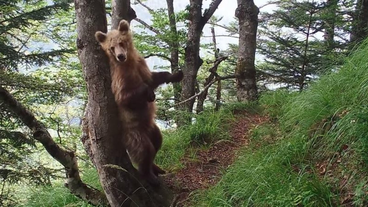 Imagen de un oso captado por las cámaras del Gobierno francés. 