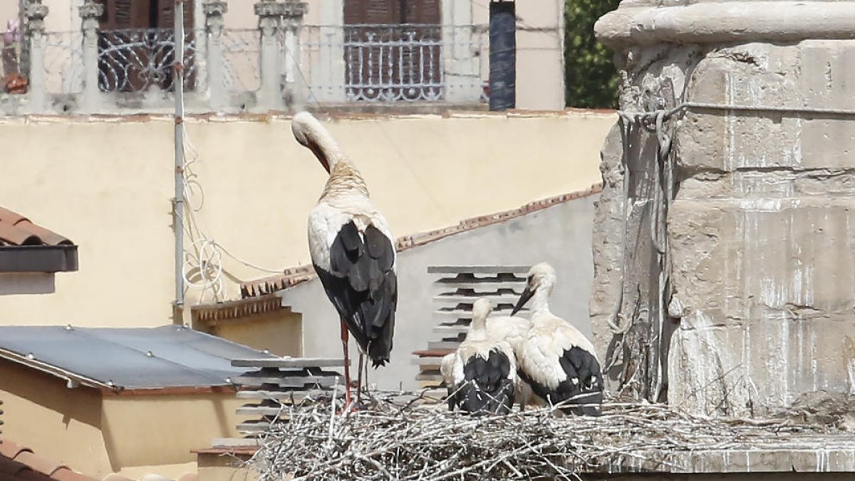 La anilla del ave hallada en el Estany d’Ivars. A la derecha, varios ejemplares de cigüeña blanca. 