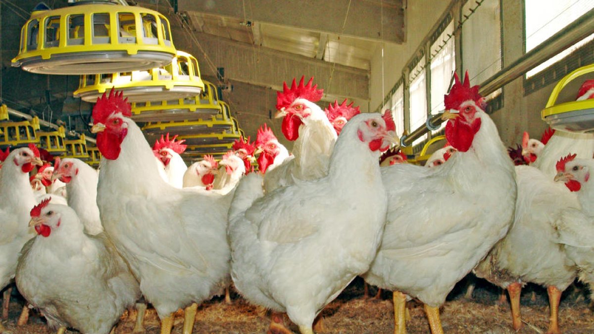 Imagen de archivo de un grupo de gallinas en una explotación avícola.