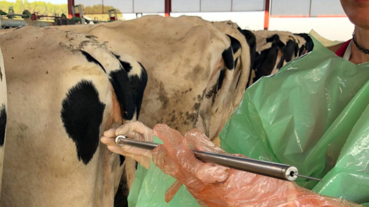 La UdL ha desarrollado un nuevo sistema para impedir las gestaciones dobles en vacas lecheras.