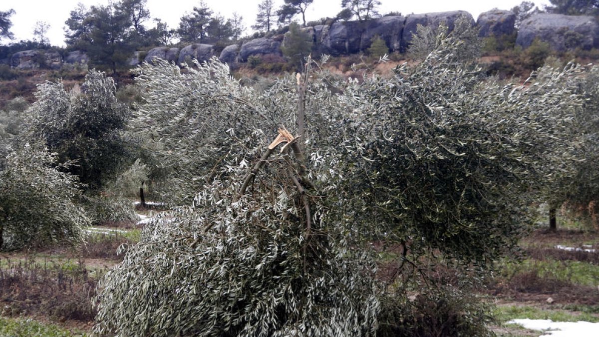 Camp d'oliveres amb danys causats per la nevada del temporal Filomena al gener del 2021.