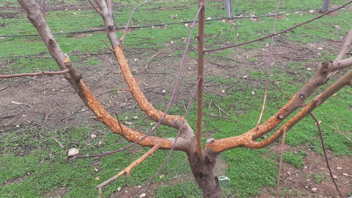 Los conejos arrastran las ramas de los árboles