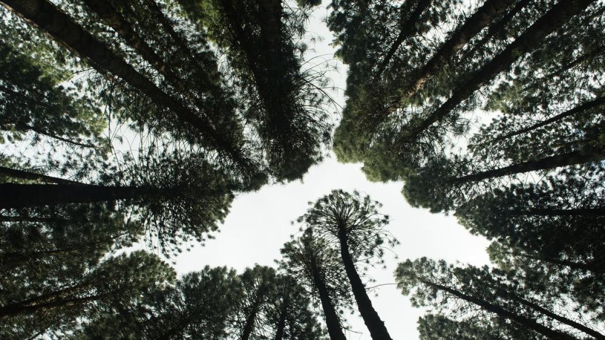 És la reforestació una solució per combatre el canvi climàtic?