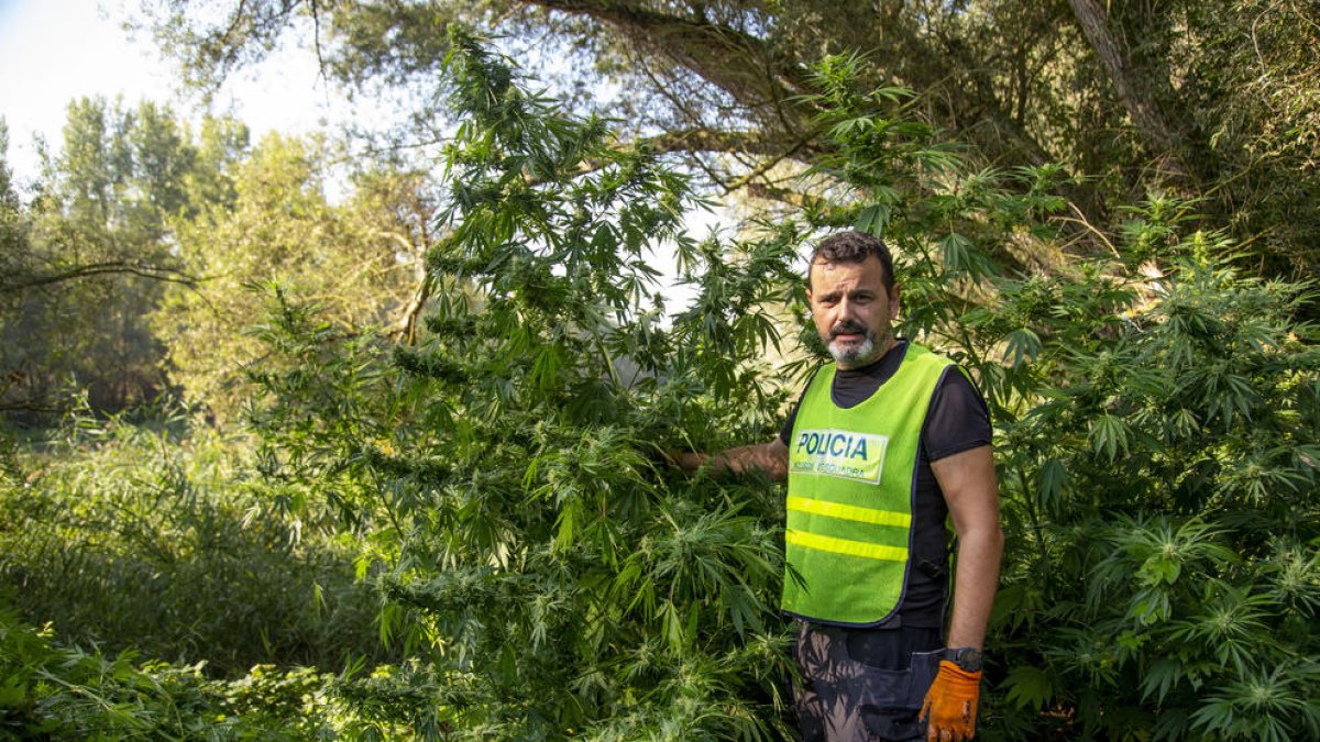 El sergent David Mora mostra una de les plantes.