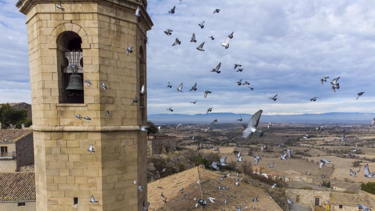 Las palomas se convierten en una plaga en Granyena de Segarra