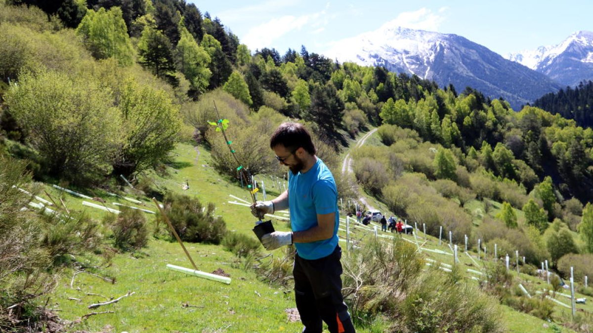 Plantació de fruiters a la vall d’Isil perquè proporcionin aliment als óssos d’aquí a dos anys.