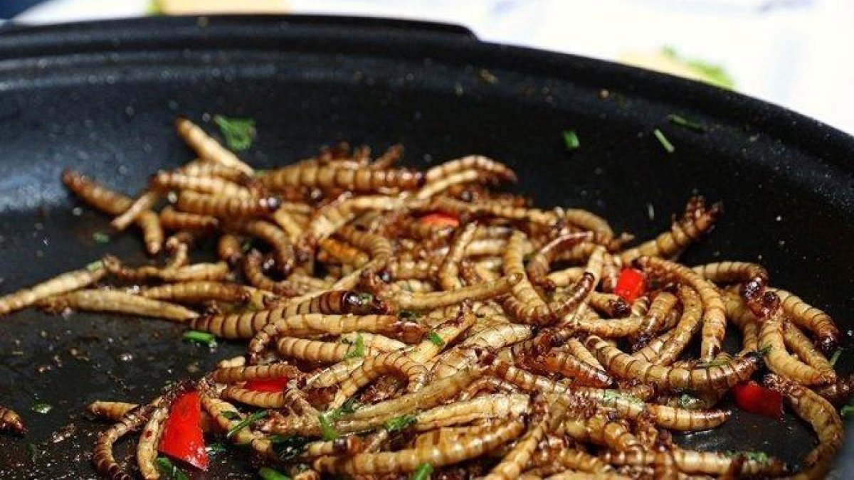 Gusanos de la harina cocinados.