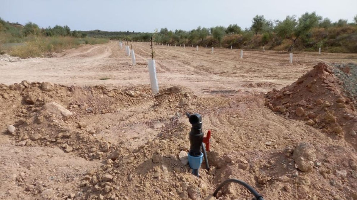 Una finca de Castelldans ya preparada para regar desde el canal Segarra- Garrigues.