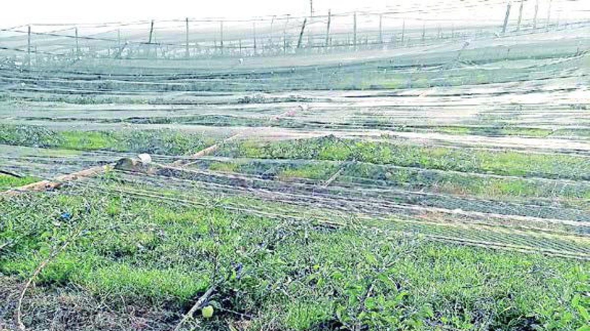 Pomeres víctimes de l’aire - Aquestes pomeres van acabar completament tombades per l’efecte del vent, que també va causar danys a les xarxes antipedra de la finca.