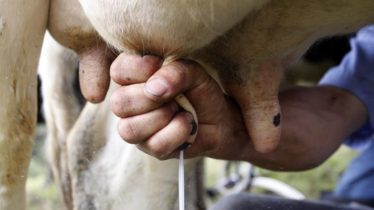 Llum verda a una nova regulació en la venda de llet crua