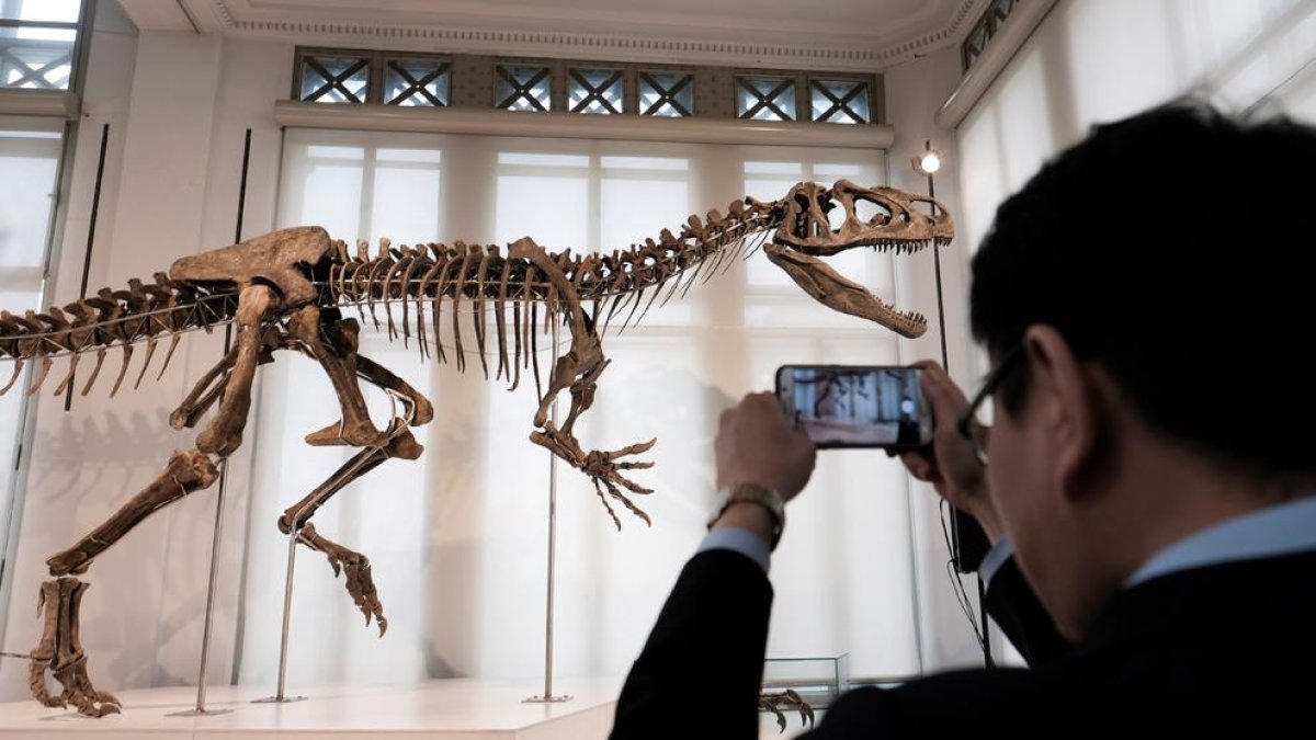 'Arkhane', l'esquelet d'un alosauri de fa 155 milions d'anys