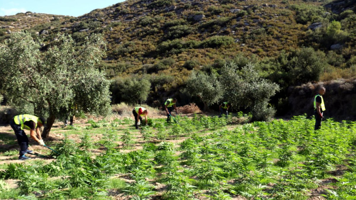 Los Mossos cortaron las plantas y las destruyeron ‘in situ’, salvo una muestra para la investigación.