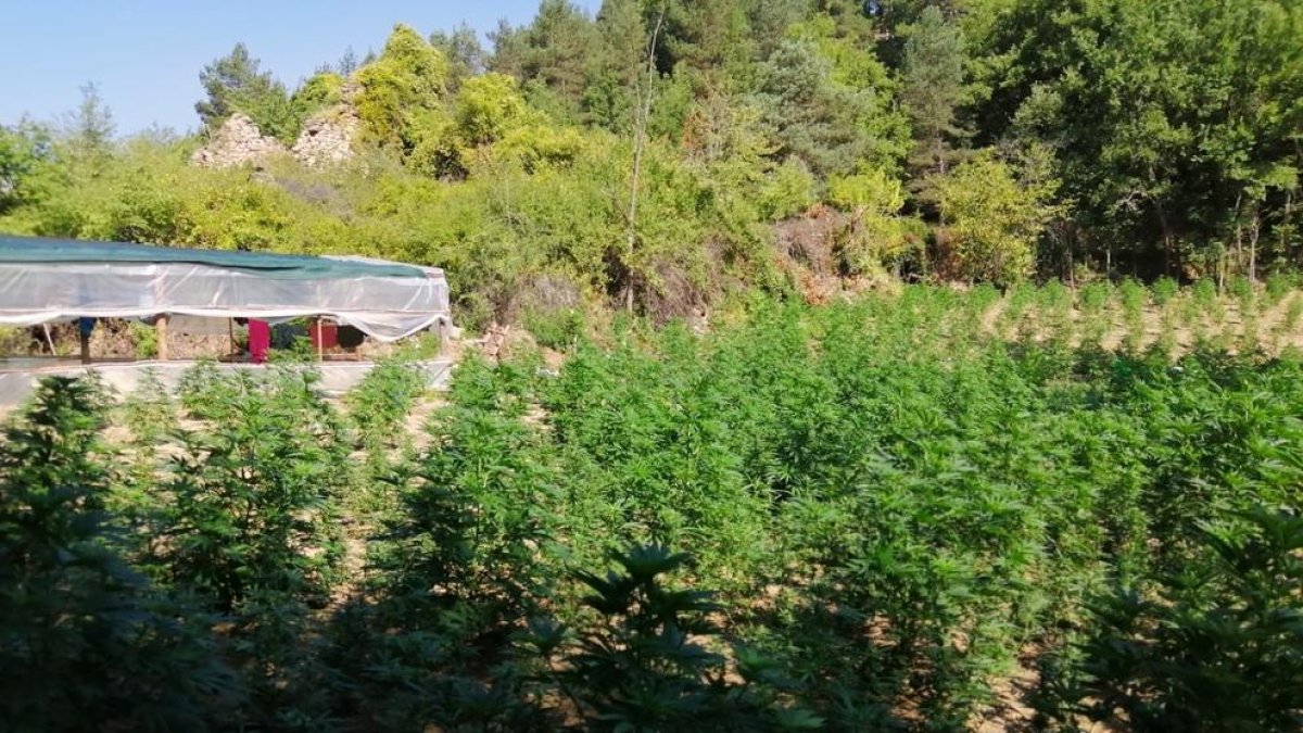 Decomissen 18.000 plantes de marihuana al Solsonès