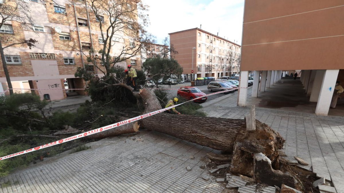 Operarios trabajando para retirar un árbol en la Mariola.