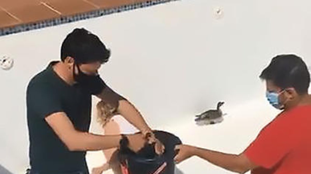 El rescate de los patos, el domingo en la piscina de Camarasa.