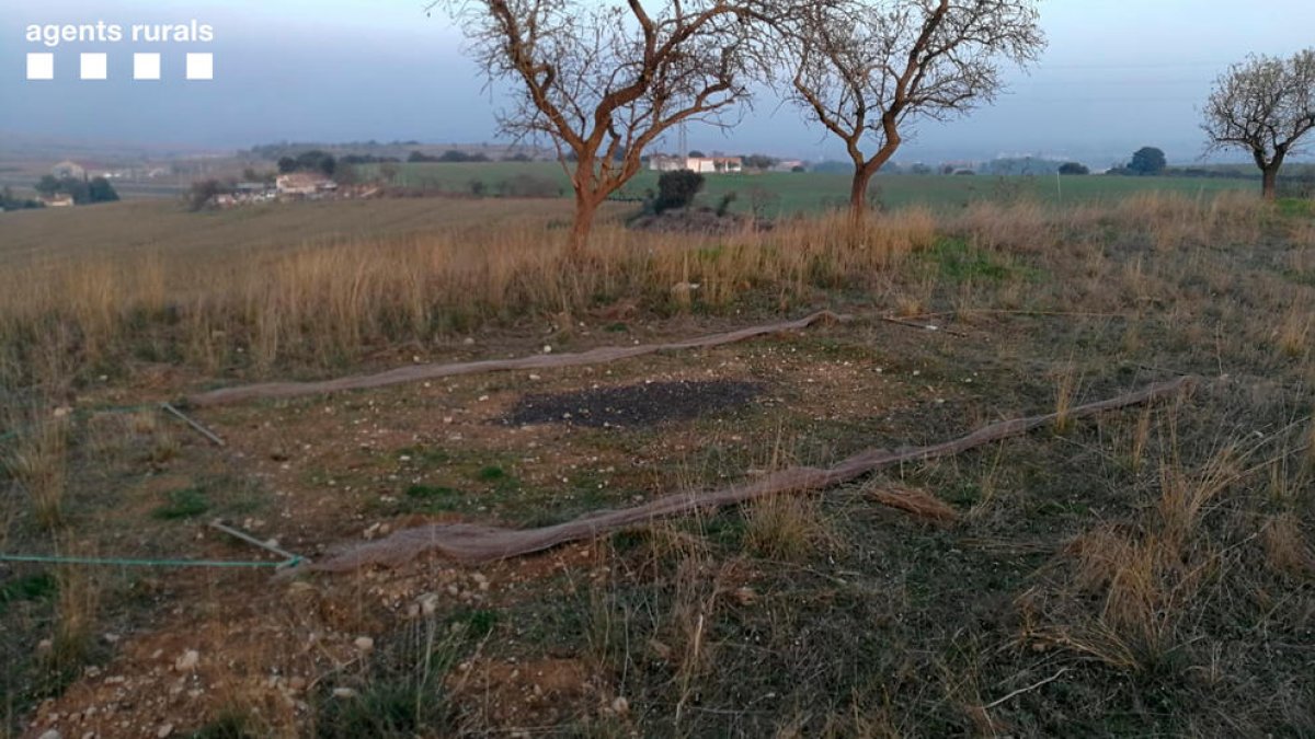 Los furtivos utilizaban redes abatibles y una red japonesa para capturar los pájaros. 