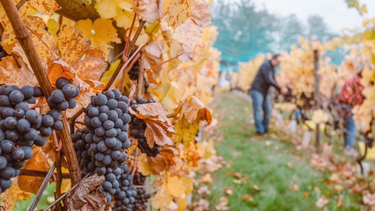 Así afectará el cambio climático al vino