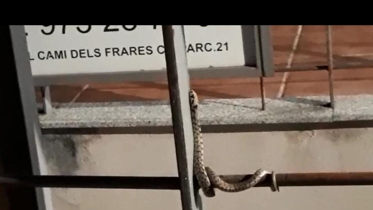 Imatge de la serp vora el camp de futbol del Magraners.