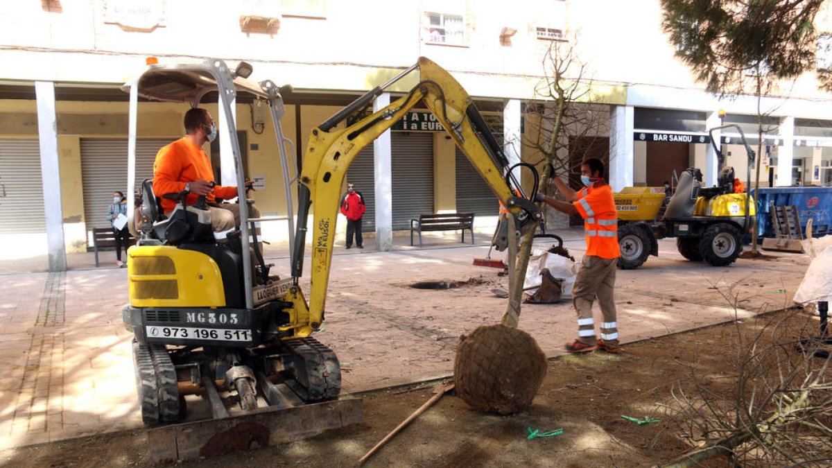 Operarios plantando un árbol en la plaza Sant Pere.