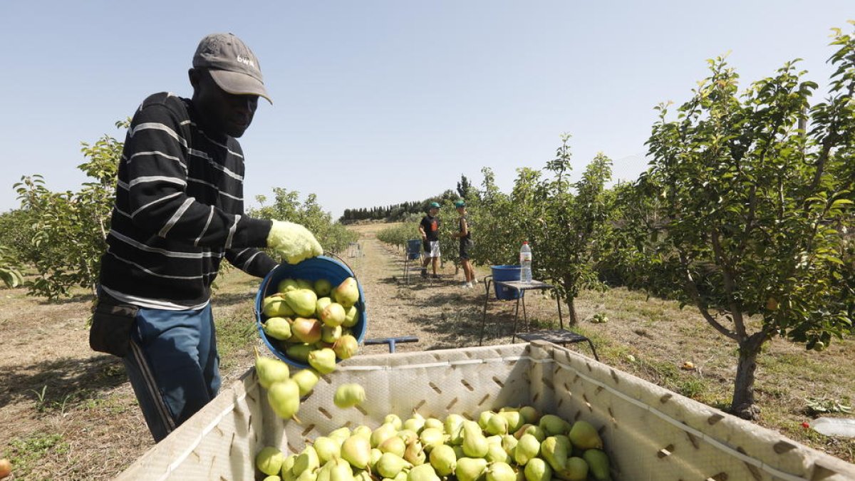 Imatge d’arxiu d’un temporer recollint pera limonera.