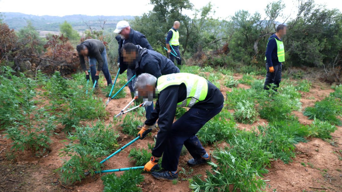 Agents al tallar algunes de les plantes que van trobar ahir entre els camps d’oliveres.
