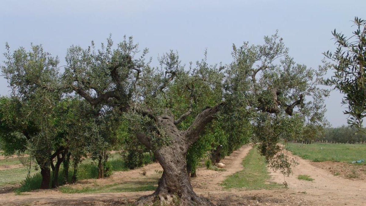 Tretze noves varietats d'olivera al Pallars