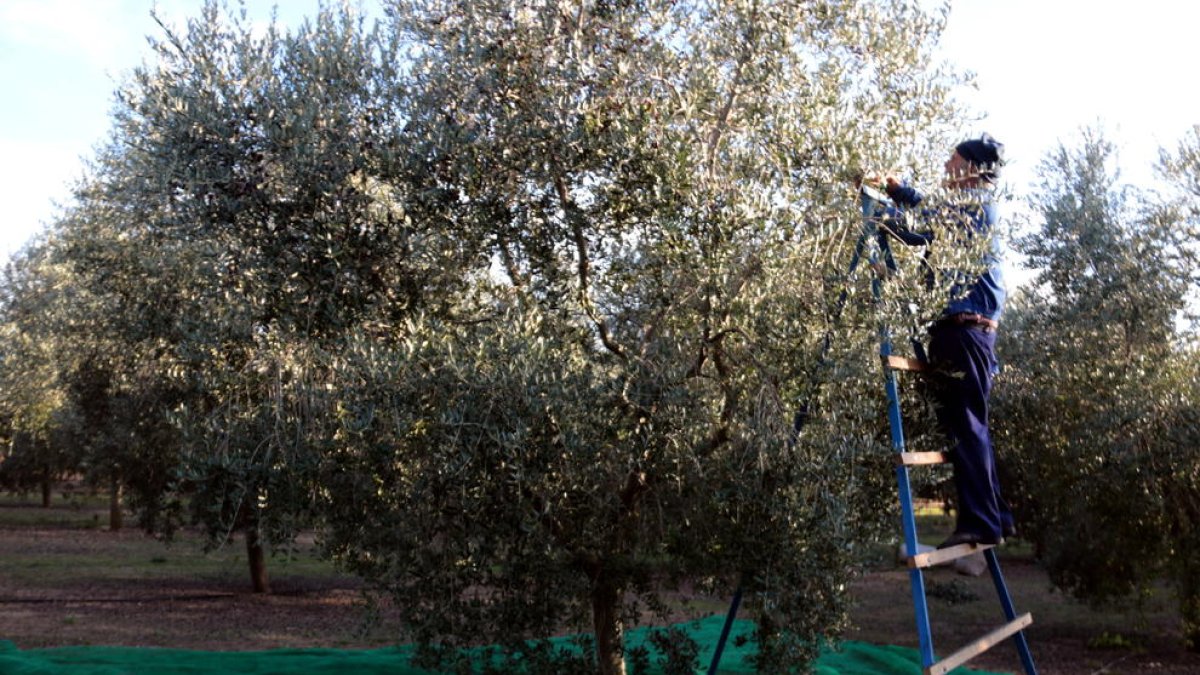 Quasi nou de cada deu explotacions agràries de Lleida són liderades per homes.