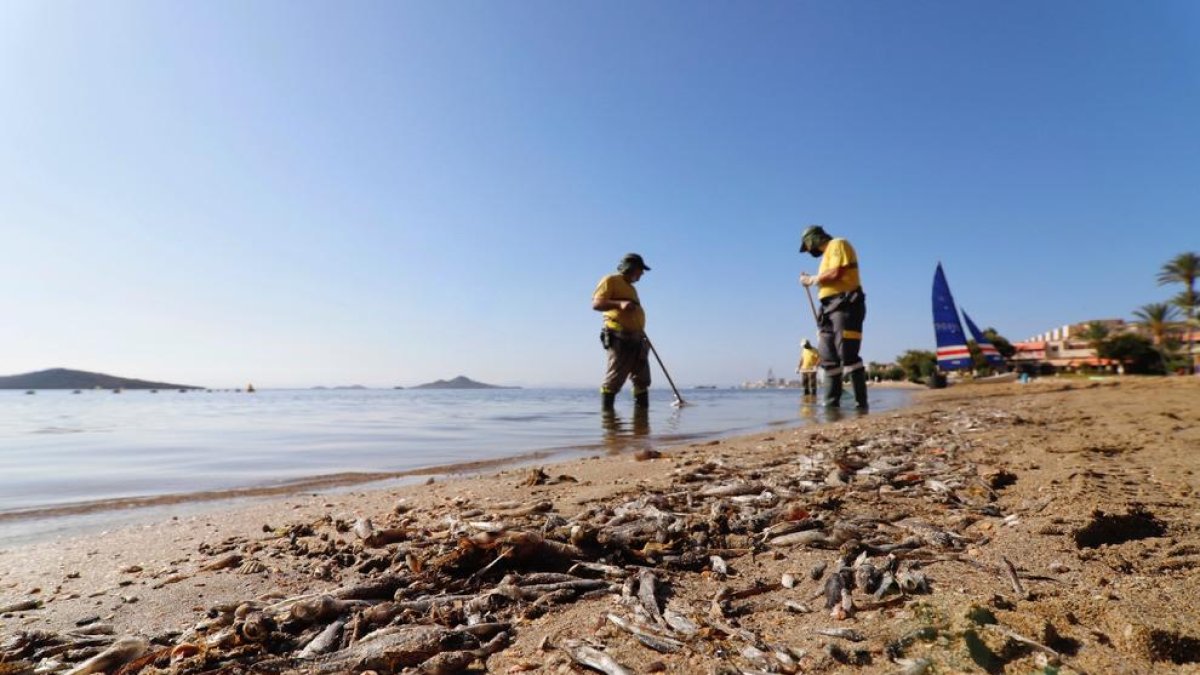 Operaris retiren peixos morts a les platges del Mar Menor.