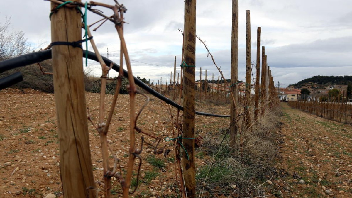 Los proyectos de centrales eólicas y solares chocan también con la oposición de bodegas