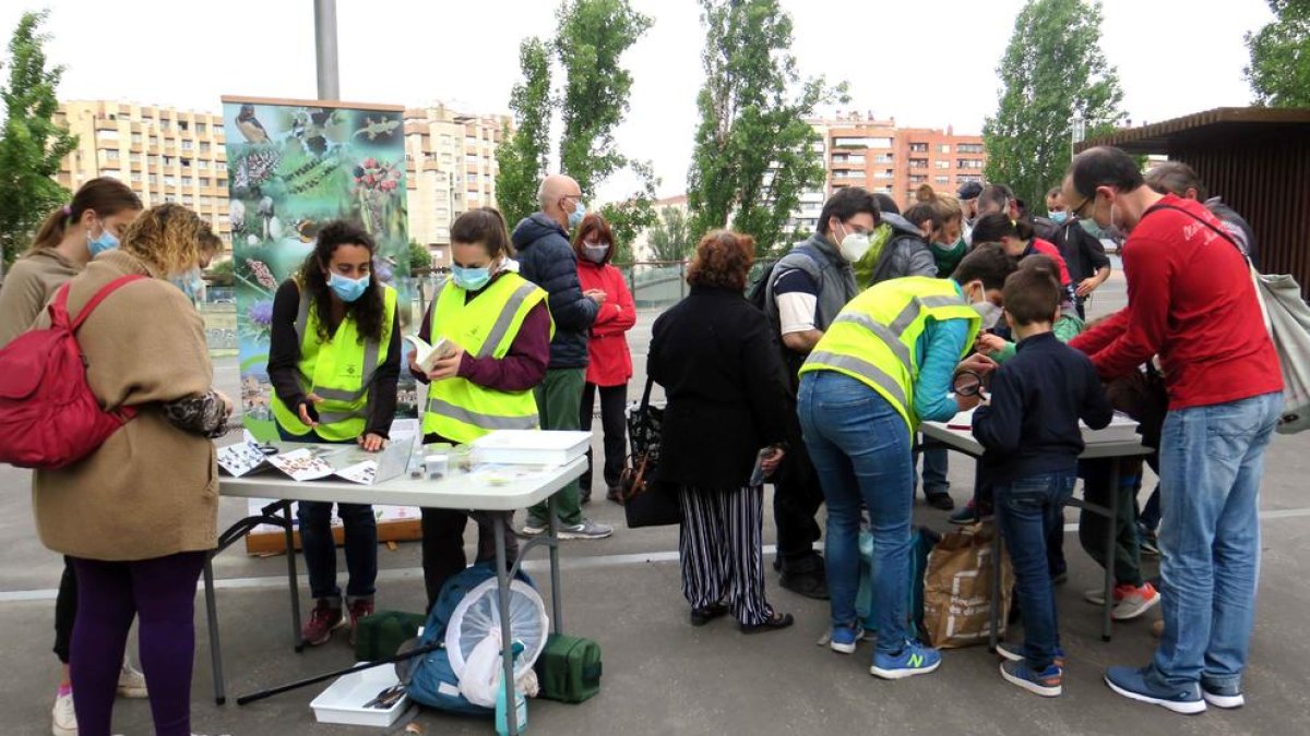 Punt d'observació de la biodiversitat urbana per a identificar papallones i insectes a Lleida