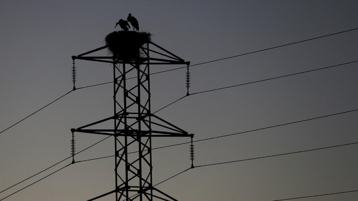 Les cigonyes han convertit aquesta torre de línia elèctrica en la seua llar.