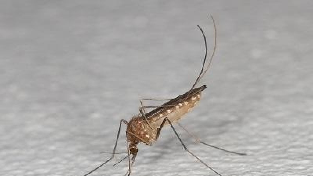 Un mosquit comú