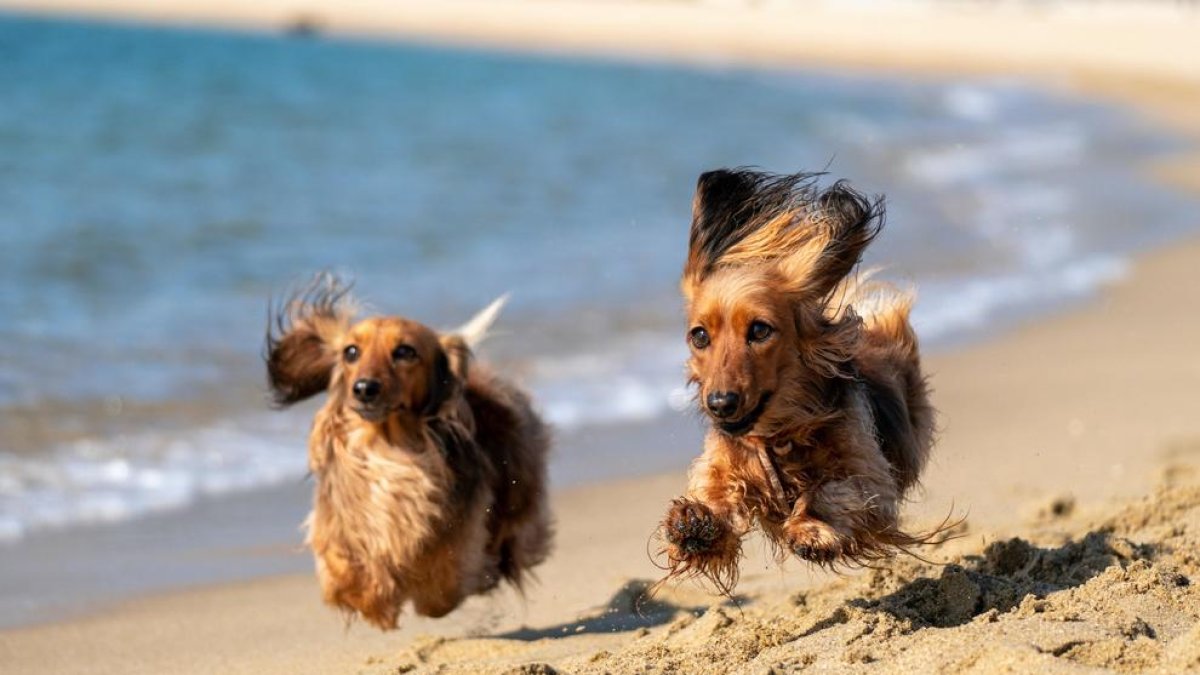 Las mejores playas para ir con perros en Cataluña