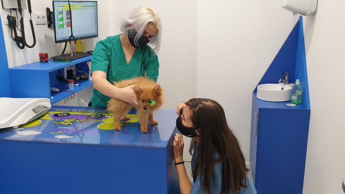 Un gos ahir en una clínica veterinària de Lleida.
