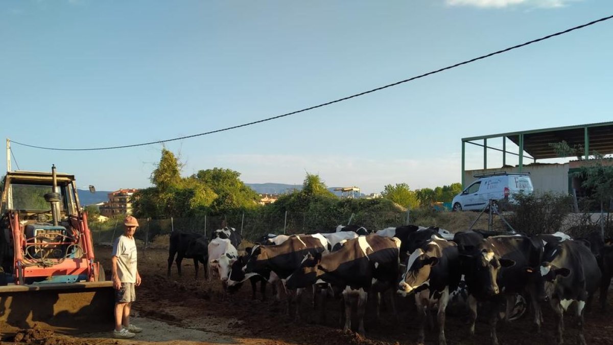 El ganadero Manel Olsina en su explotación de bovino de leche, en Tremp.