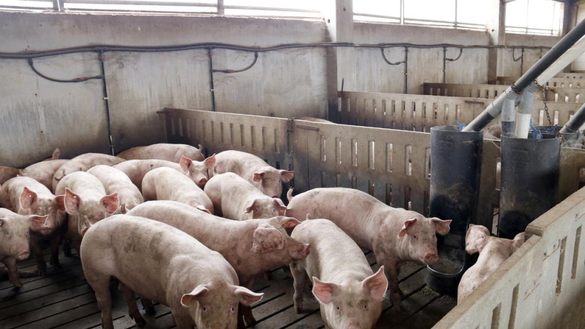 Imagen de una granja de producción de cerdos en el término de Alcarràs.