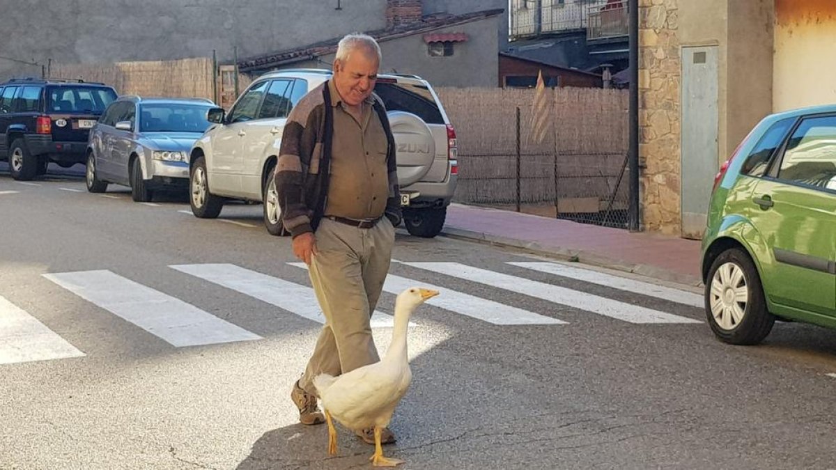 La oca Gertrudis paseaba siempre con Juan Sala, su propietario, por Martinet. 